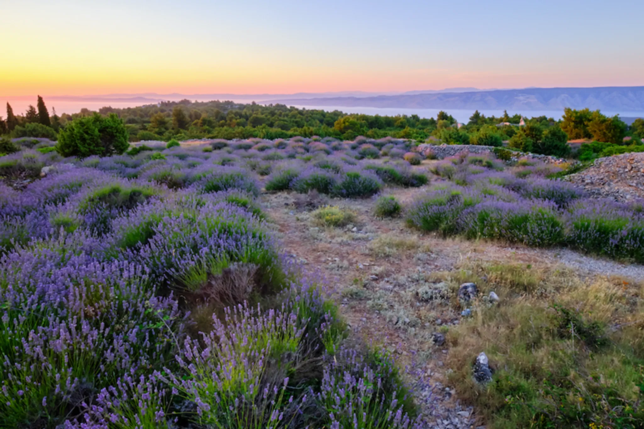 Hvar Lavender Fields