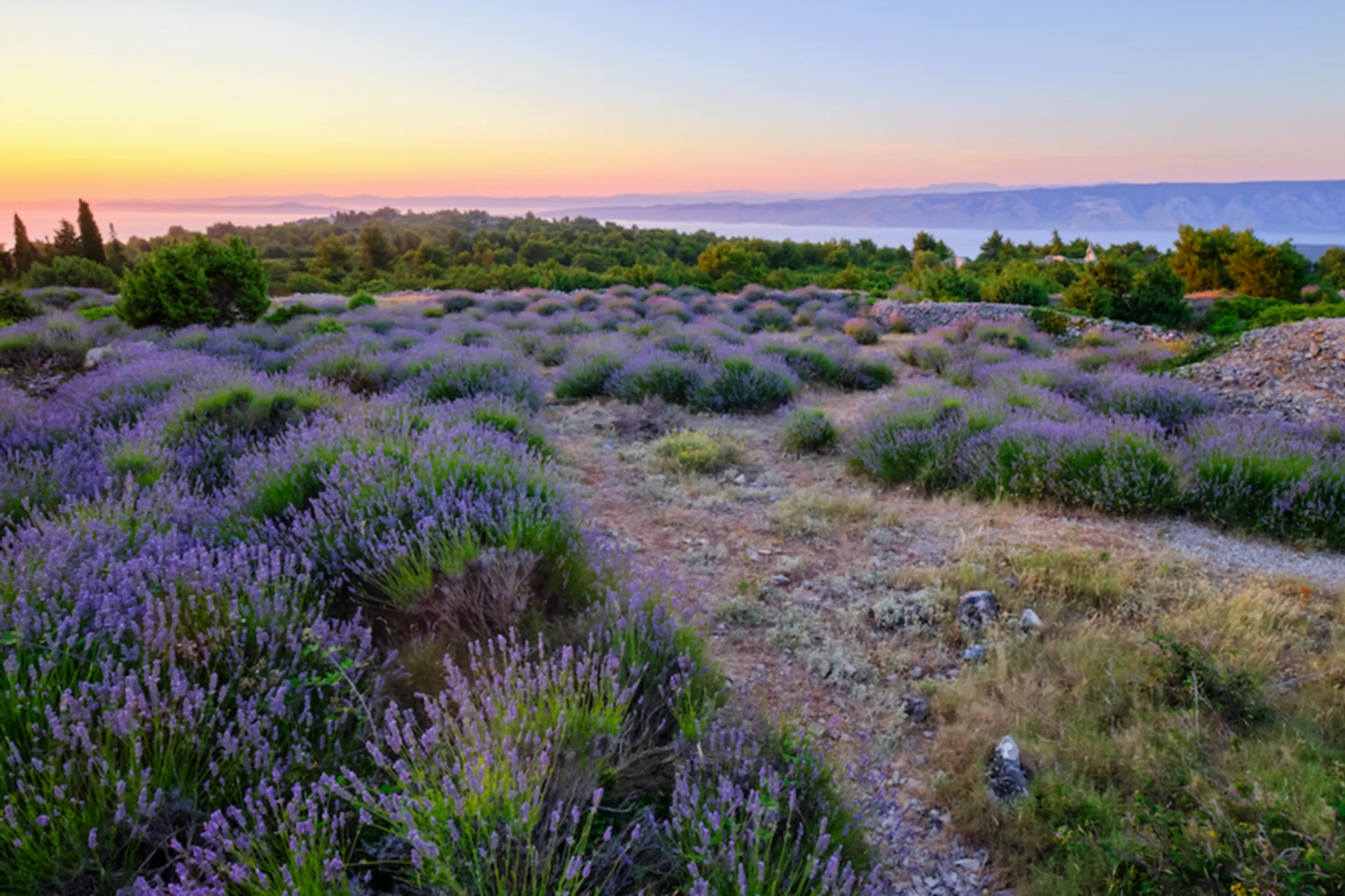 Hvar Lavender Fields
