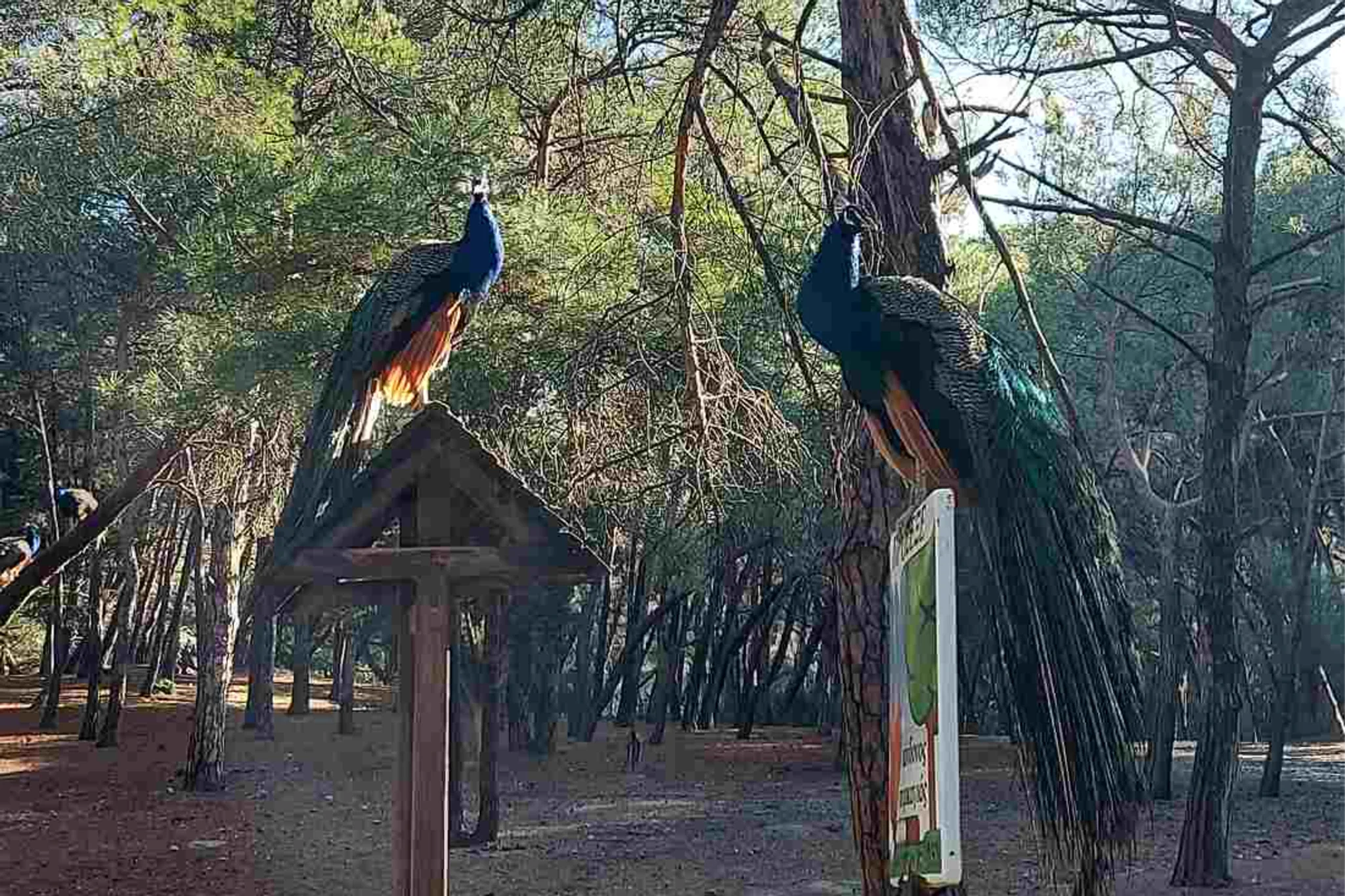 Plaka Forest