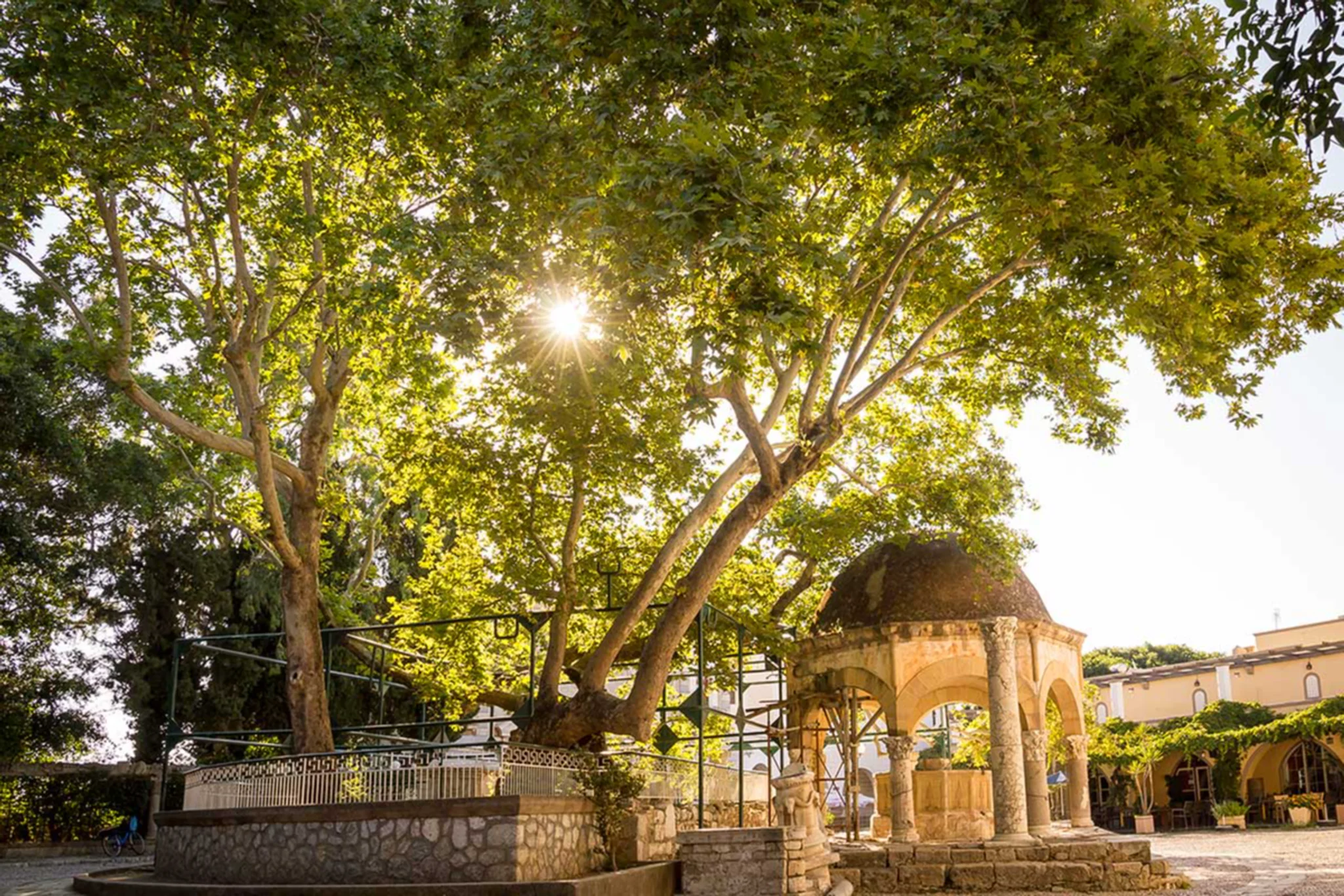 Tree of Hippocrates